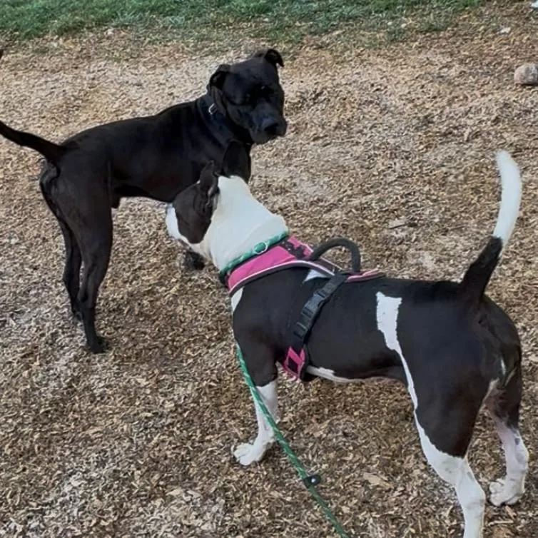 An adult medium-sized male Black Mixed Breed dog named Shadow for adoption in Alabaster, AL