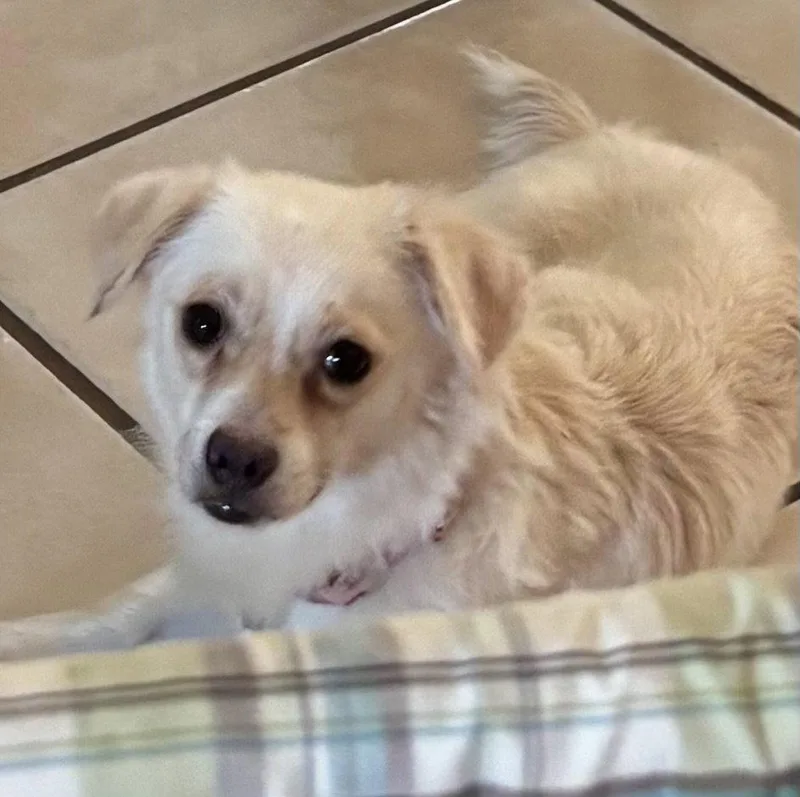 A young small-sized female Chihuahua dog named Tabitha for adoption in Montgomery, TX
