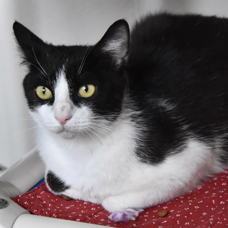 An adult medium-sized female Black Domestic Short Hair cat named Seraphina for adoption in Columbus, NC