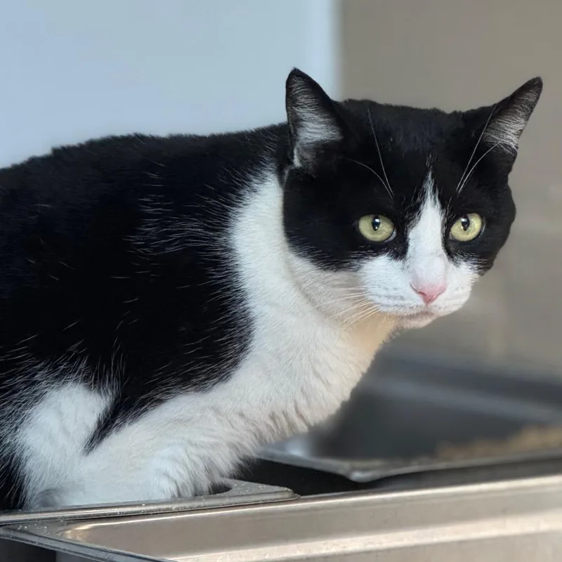 Seraphina thumbnail 5