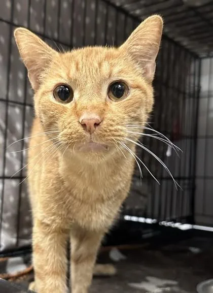 An adult large-sized male Domestic Short Hair cat named Rick for adoption in Lafayette, IN