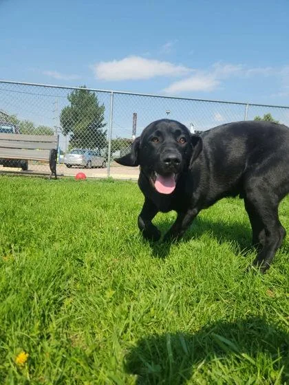 A baby small-sized male Labrador Retriever dog named Ozo for adoption in Scottsbluff, NE