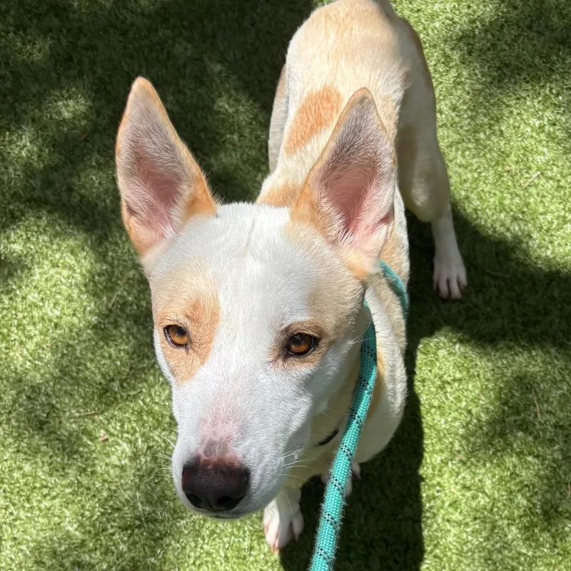 An adult medium-sized female White / Cream Mixed Breed dog named Banana Puddin' for adoption in Sarasota, FL