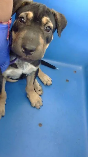 A baby large-sized female Mixed Breed dog named Summer for adoption in Dallas, TX