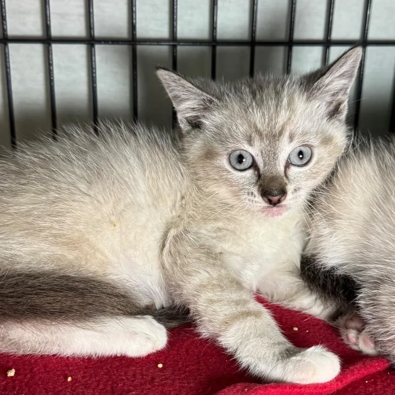 A baby medium-sized male Domestic Short Hair cat named Stormy for adoption in Saginaw, MI