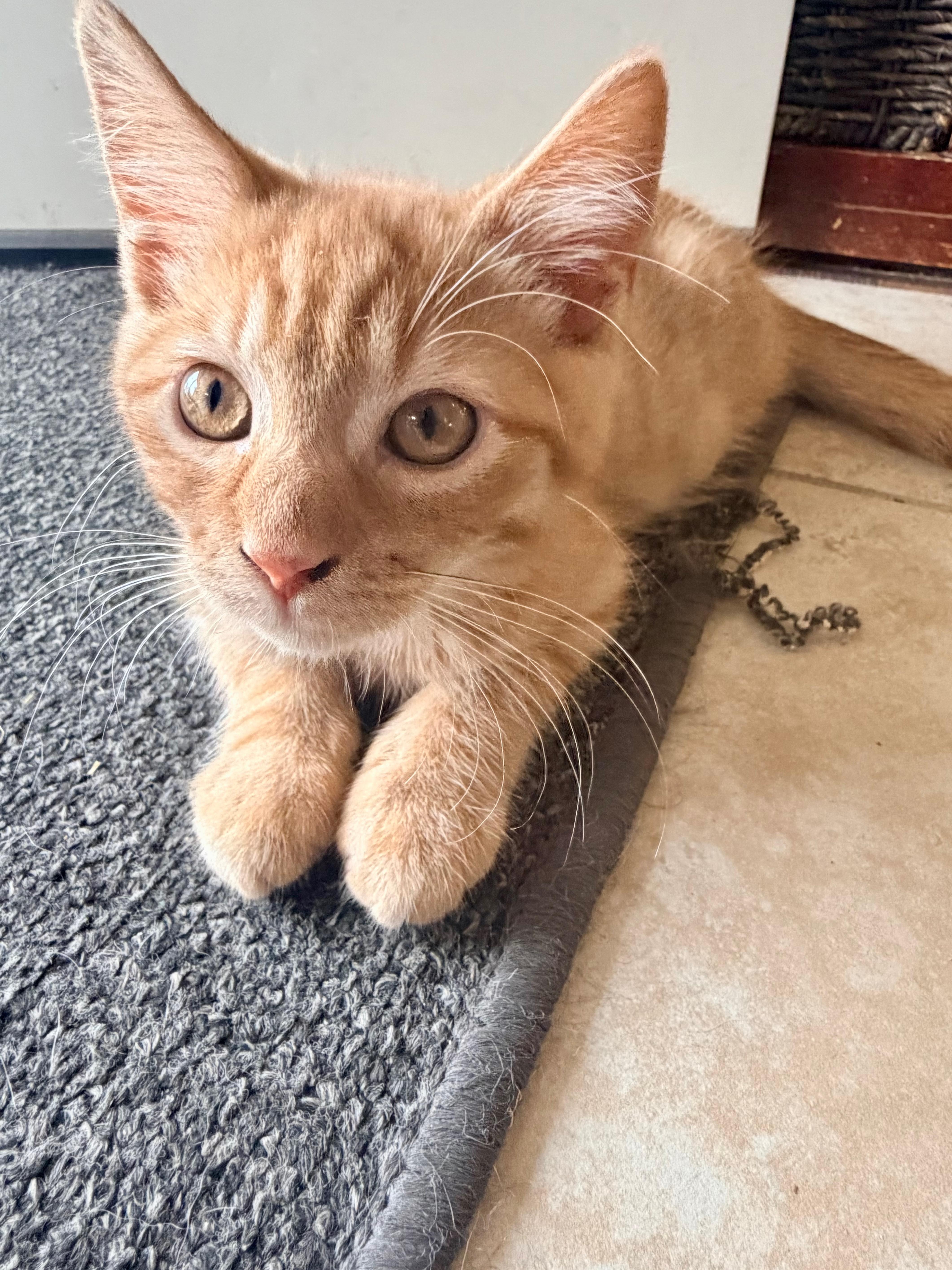 A baby small-sized male Domestic Short Hair cat named Cheeto for adoption in Pittsburgh, PA