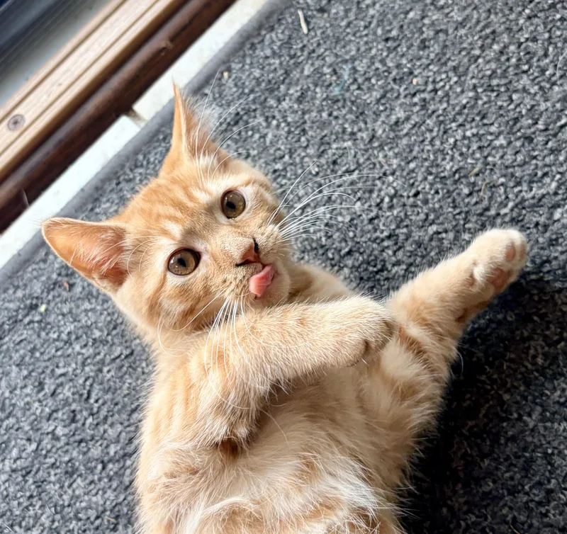 Cheeto thumbnail 2