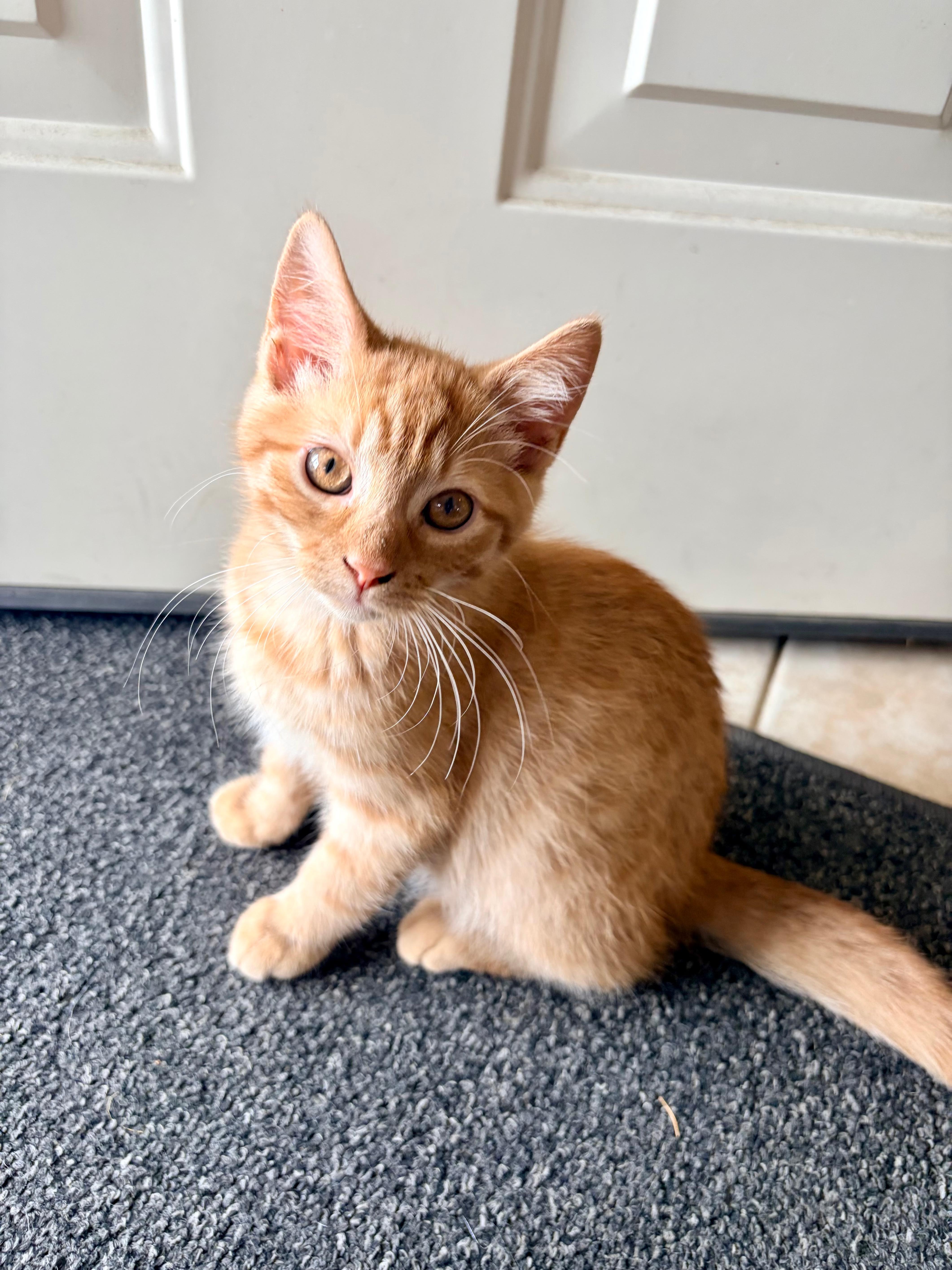 Cheeto thumbnail 3