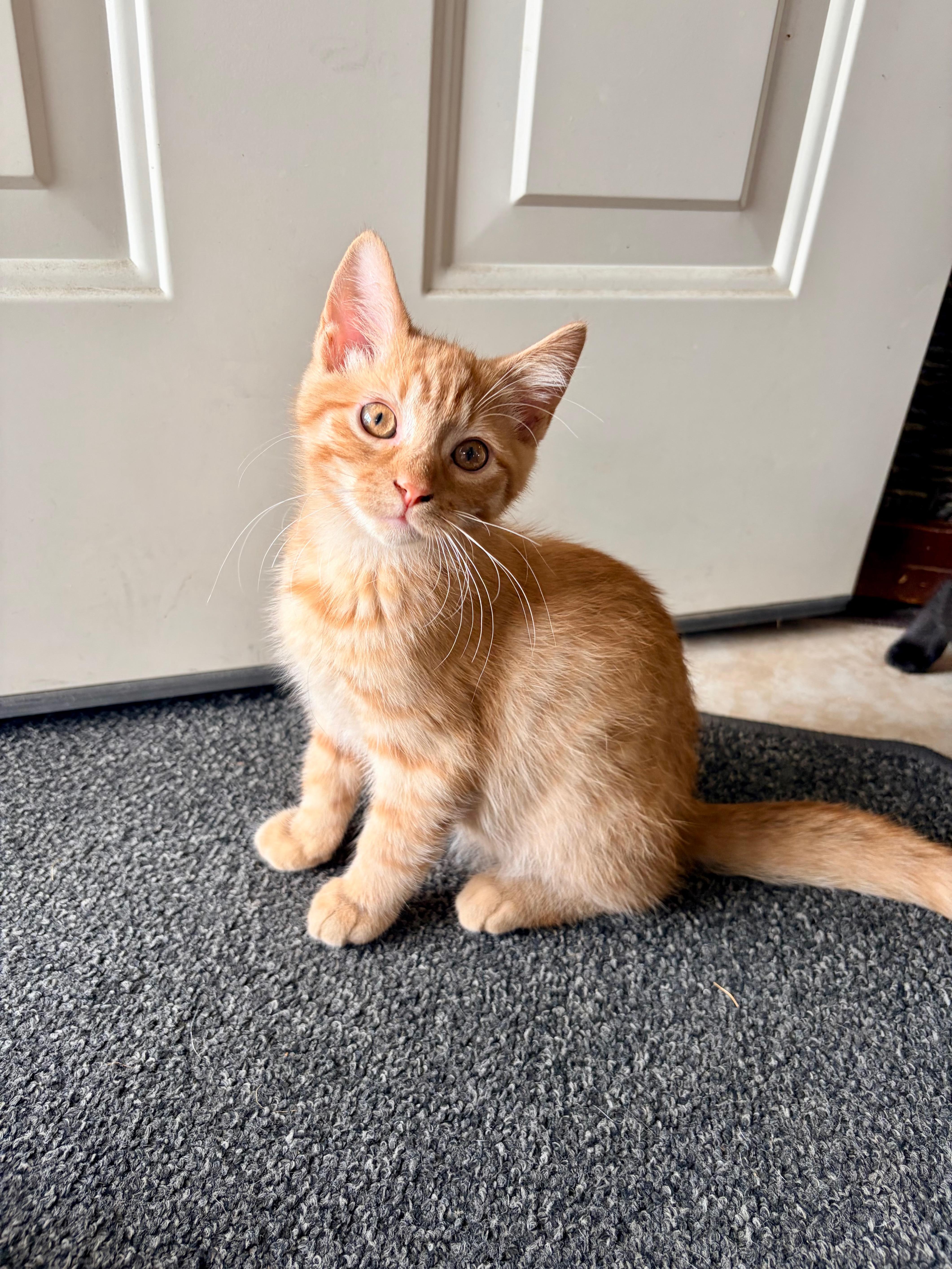 Cheeto thumbnail 4