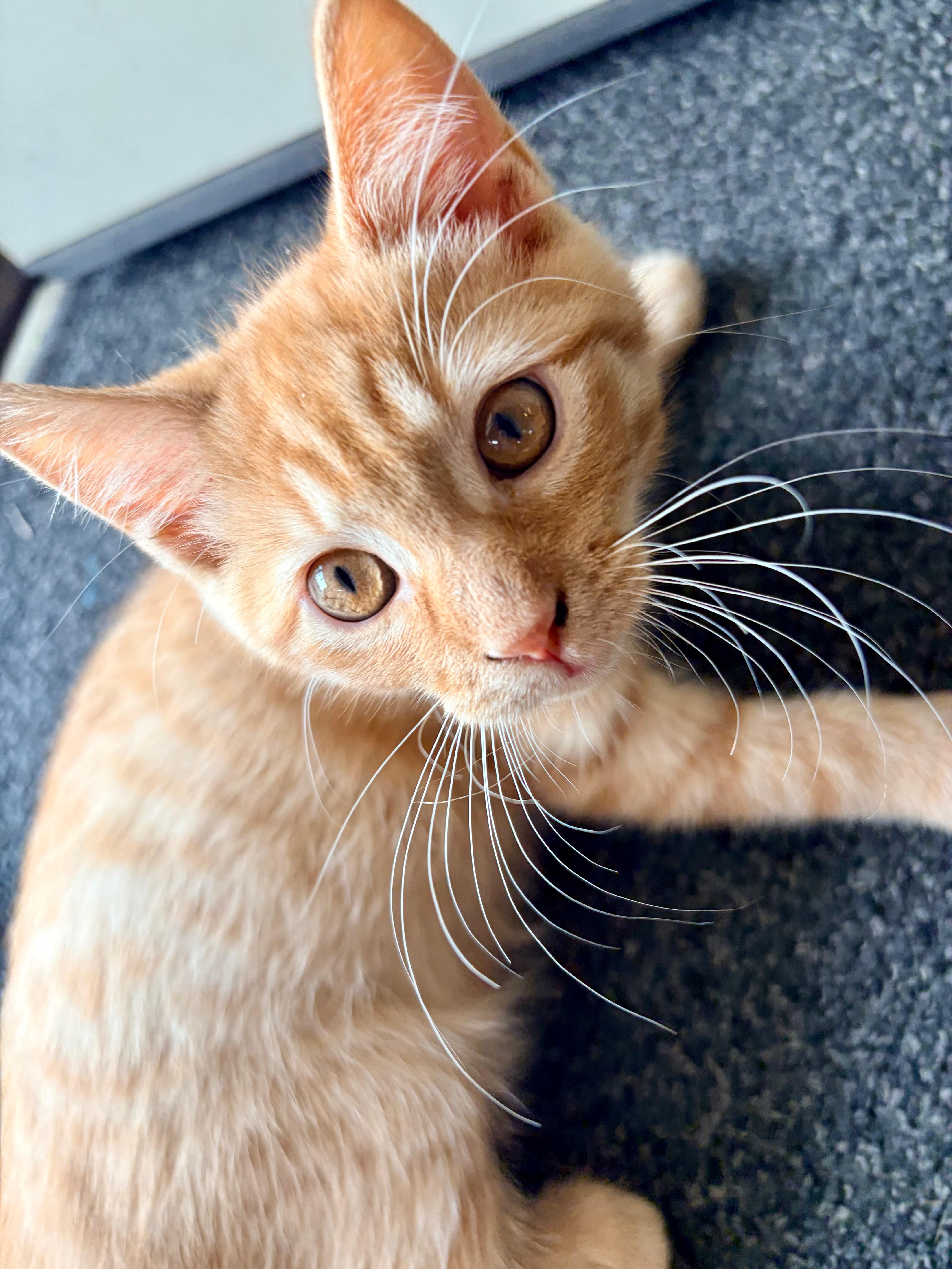 Cheeto thumbnail 5