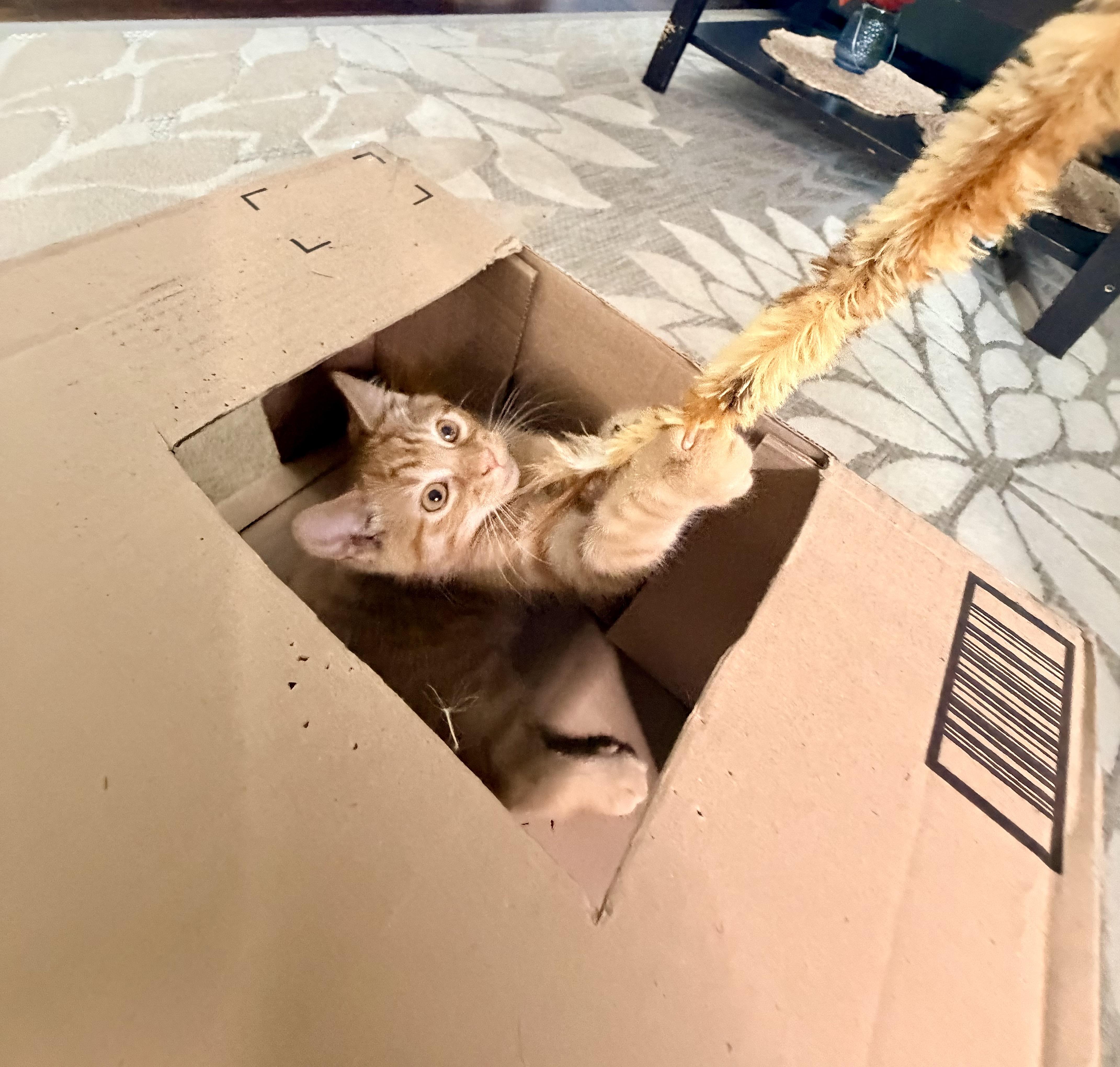 Cheeto thumbnail 6