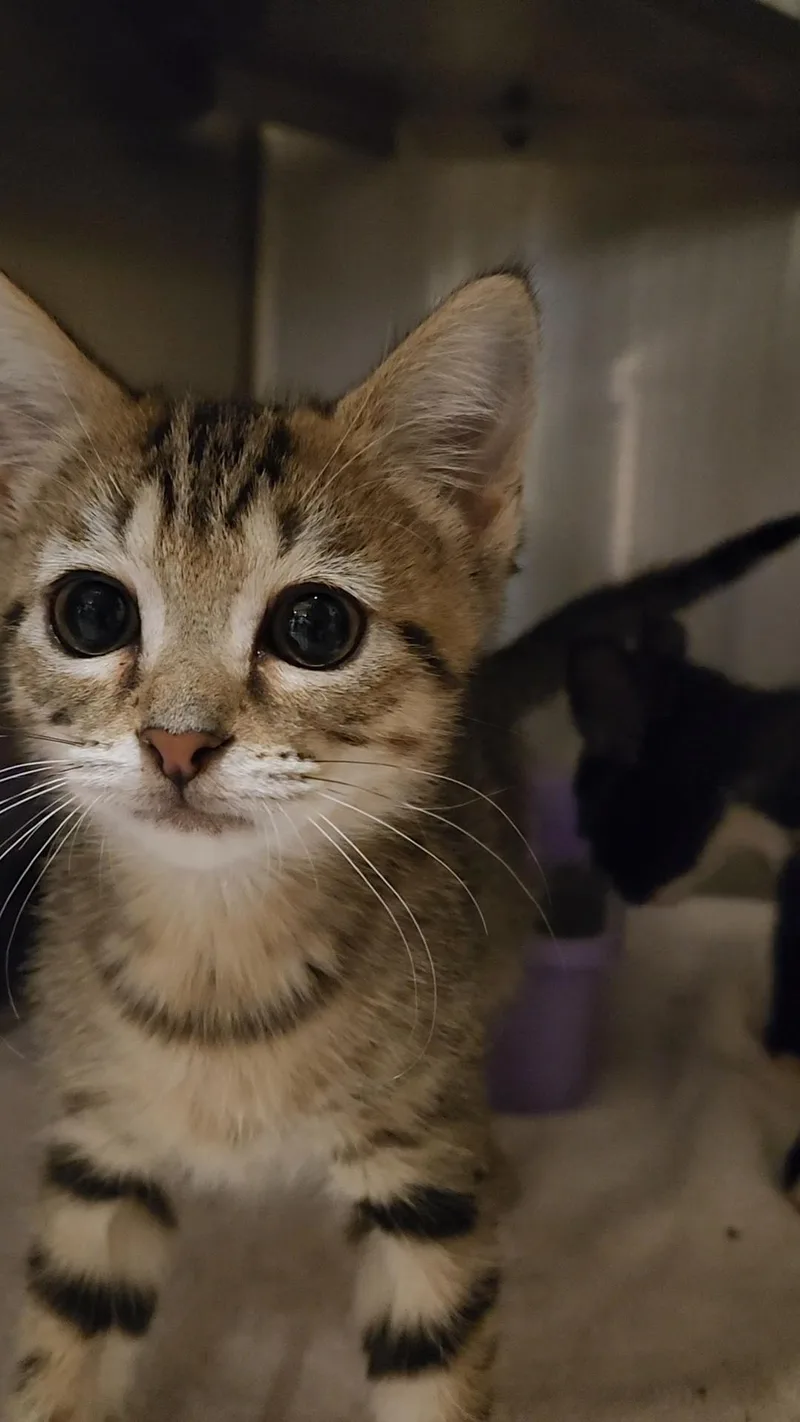 A baby medium-sized female Tabby (Brown / Chocolate) Domestic Short Hair cat named Tart for adoption in Charleston, SC