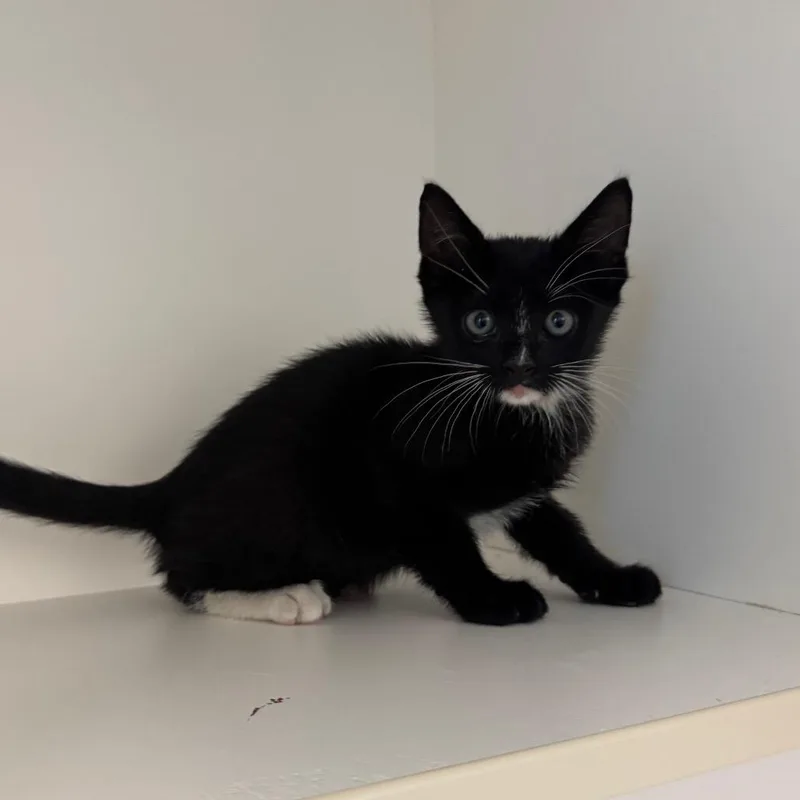 A baby small-sized male Black Domestic Short Hair cat named Umbreon for adoption in League City, TX