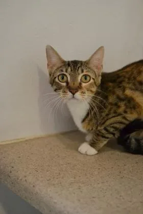 An adult medium-sized female Domestic Medium Hair cat named Rosie for adoption in New Orleans, LA