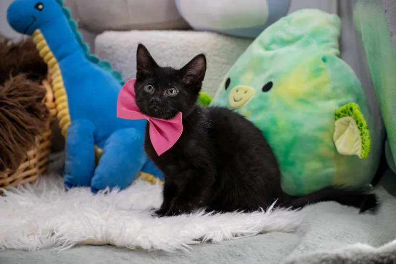 A baby small-sized male Black Domestic Short Hair cat named Spinosaurus for adoption in Sevierville, TN