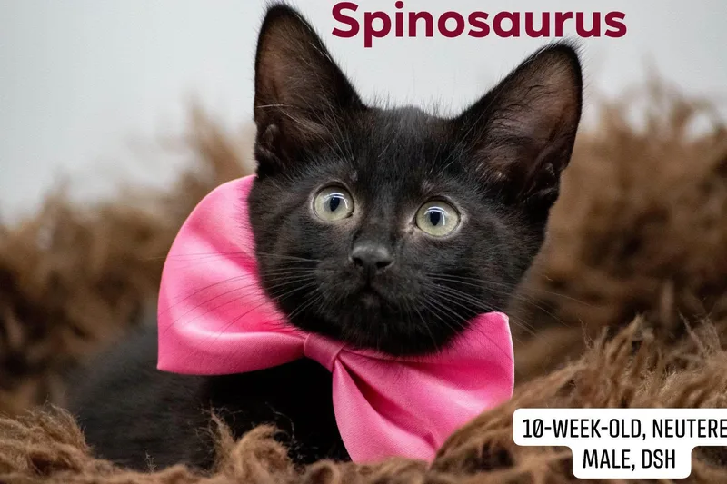 Spinosaurus thumbnail 4