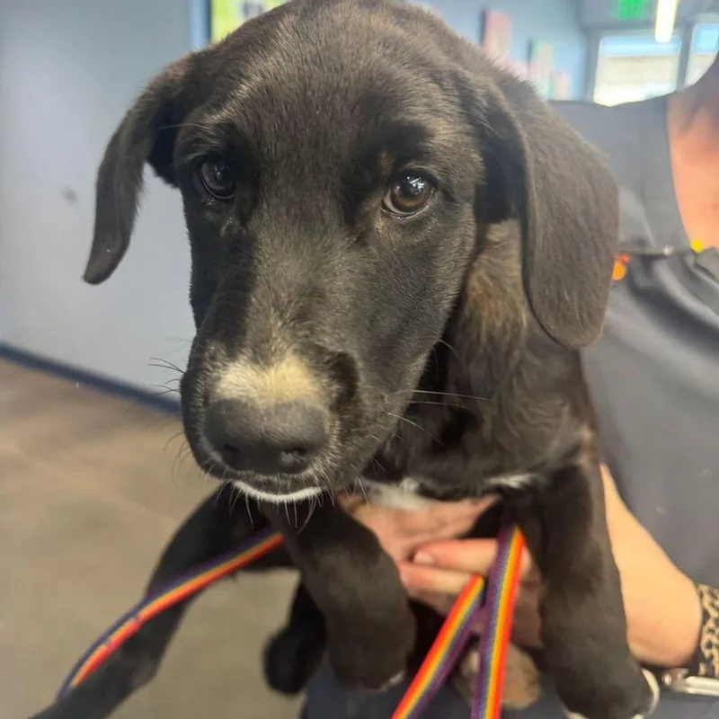 A young small-sized female Brown / Chocolate Shepherd dog named Spring for adoption in Kingman, AZ
