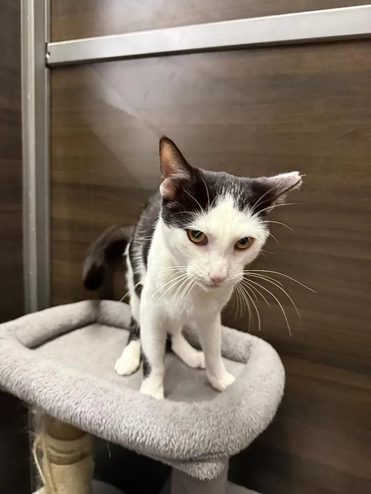 An adult medium-sized male Black & White / Tuxedo Domestic Short Hair cat named Mickey for adoption in Breinigsville, PA