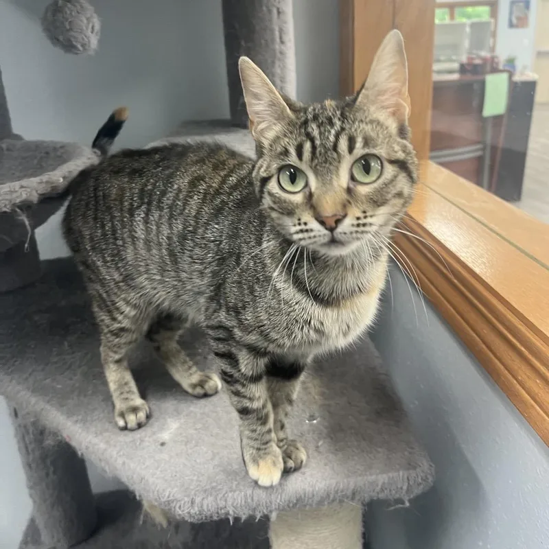 A young medium-sized female Domestic Short Hair cat named Willow for adoption in Crookston, MN
