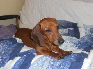 Capri Aka Gracie