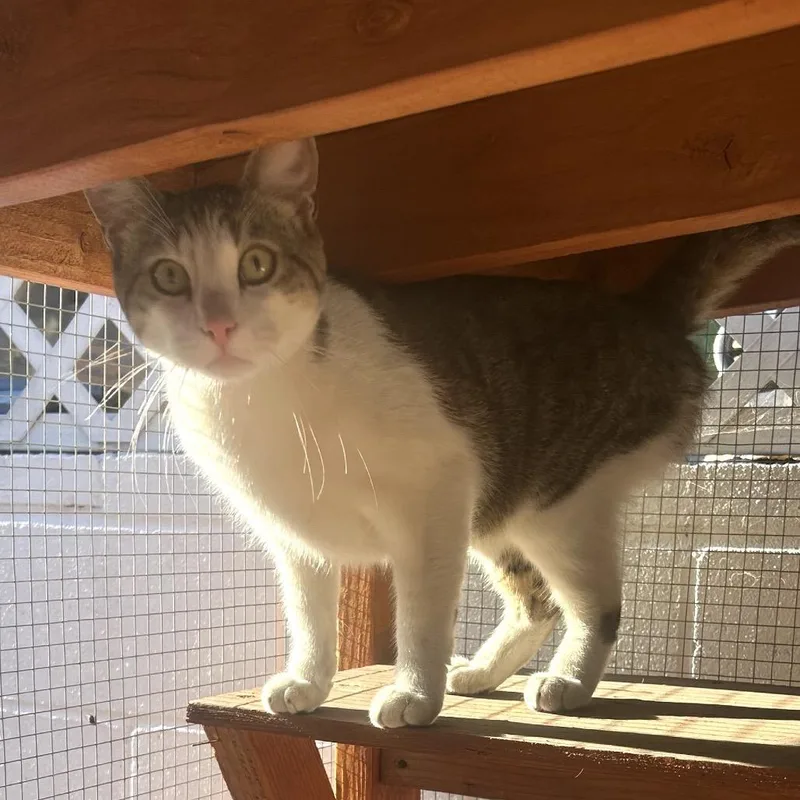 Roaring Rocket thumbnail 2