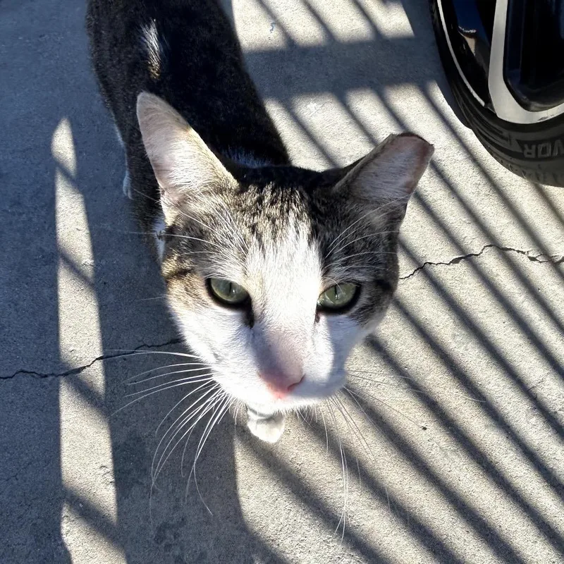 Roaring Rocket thumbnail 3