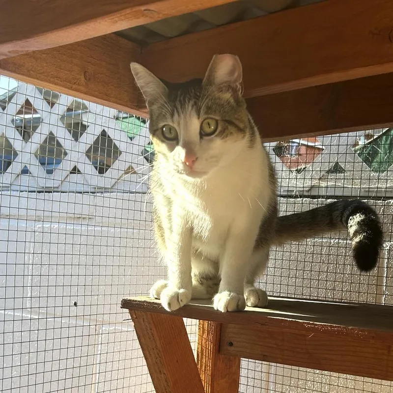 An adult medium-sized male Brown / Chocolate Domestic Short Hair cat named Roaring Rocket for adoption in Long Beach, CA