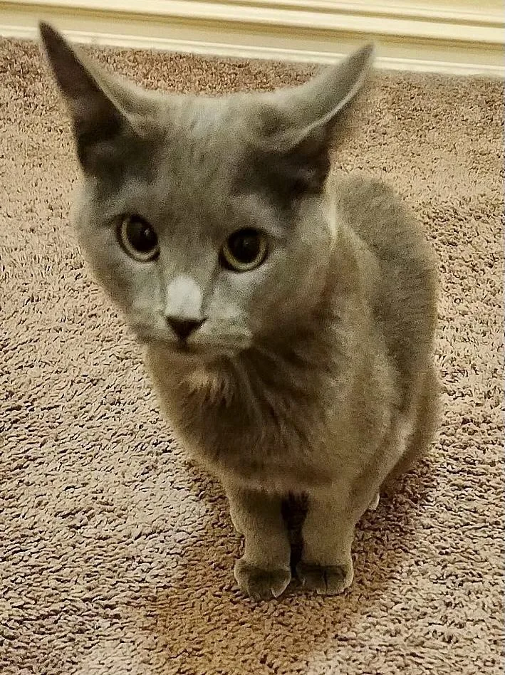 A young medium-sized female Gray / Blue / Silver Domestic Short Hair cat named Lacey for adoption in Owasso, OK