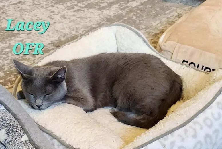 Lacey thumbnail 2