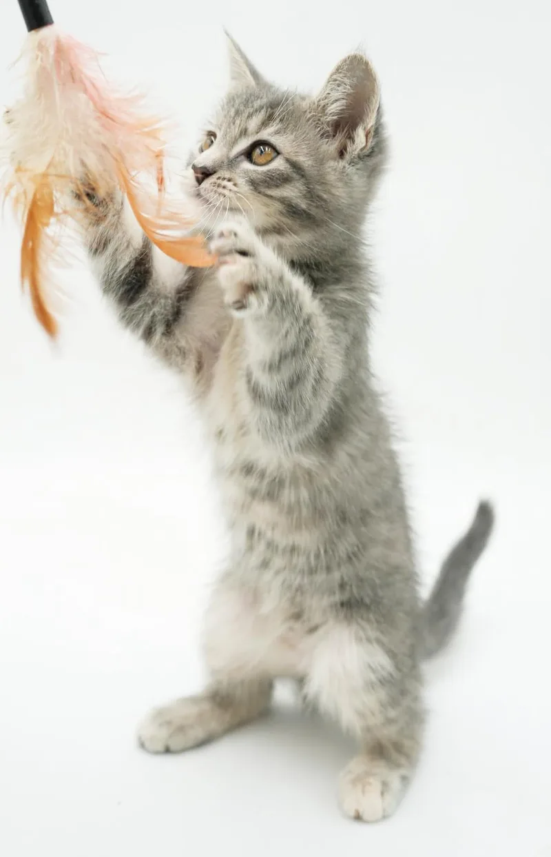 A baby small-sized female Gray / Blue / Silver Tabby cat named Rose Wins The Heart for adoption in Bedford Hills, NY