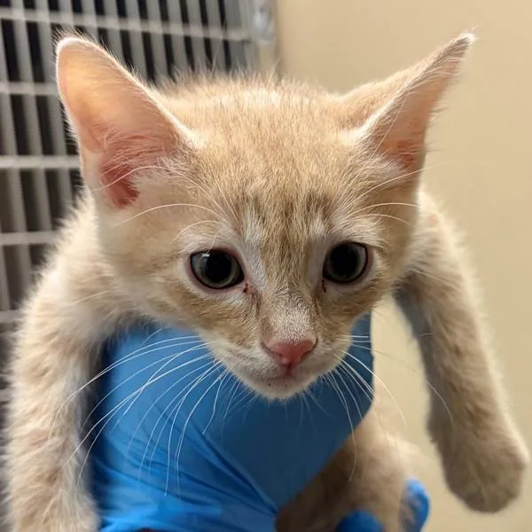 A baby small-sized male Domestic Short Hair cat named Enzo for adoption in Walnut Creek, CA