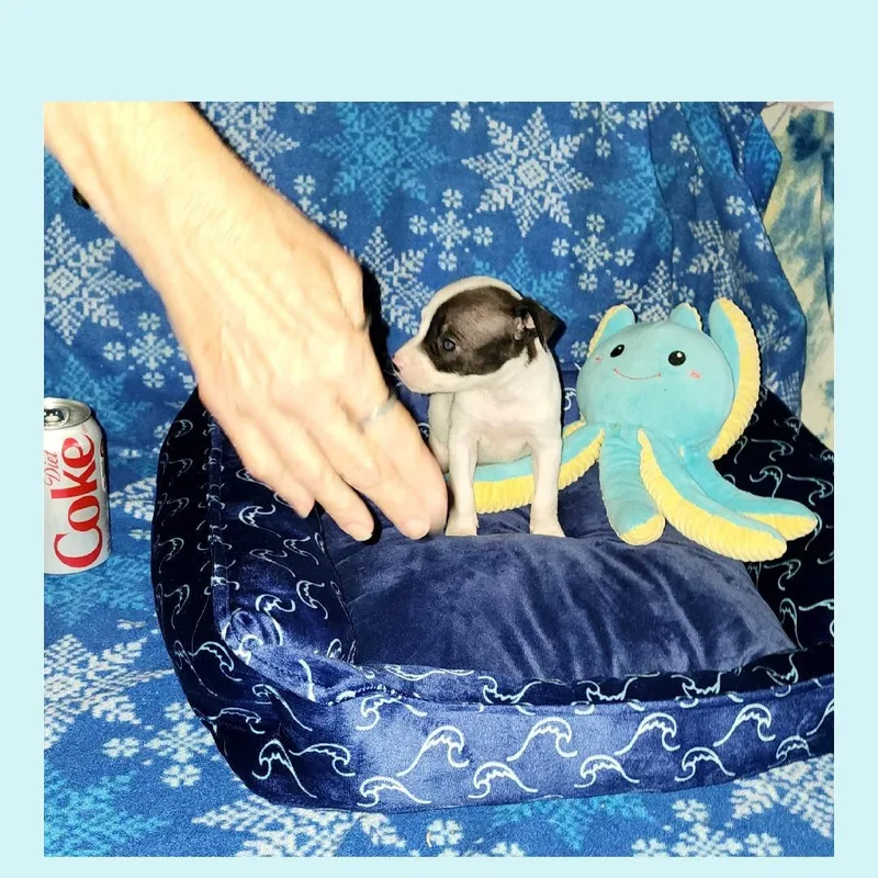 Diet Coke thumbnail 6
