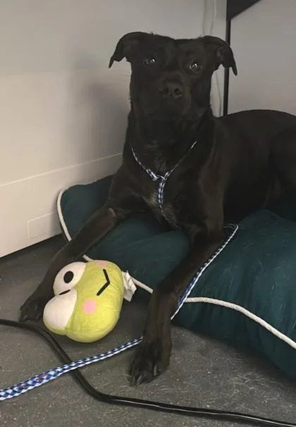 An adult medium-sized male Labrador Retriever dog named Waldo for adoption in New Orleans, LA