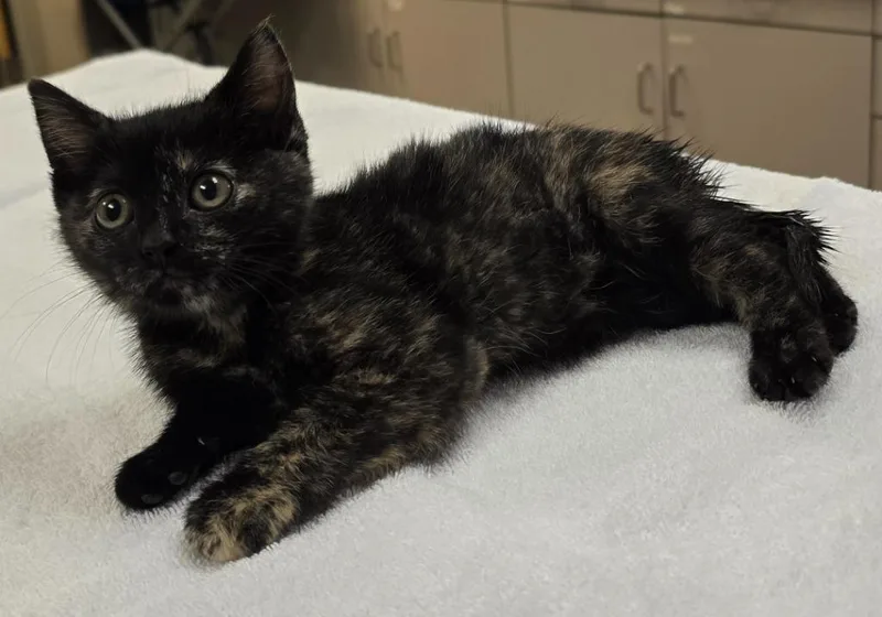A baby small-sized female Domestic Short Hair cat named Twix for adoption in Murphysboro, IL