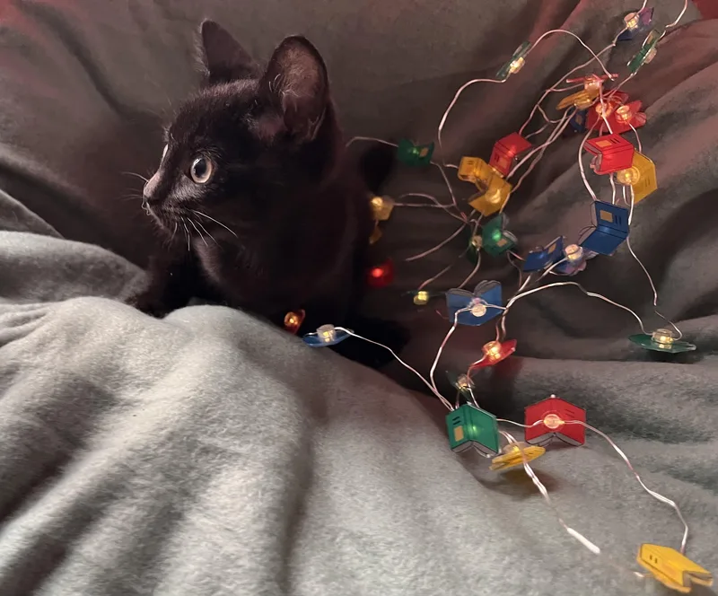 A baby medium-sized male Black Domestic Short Hair cat named Calvin for adoption in Buffalo, NY