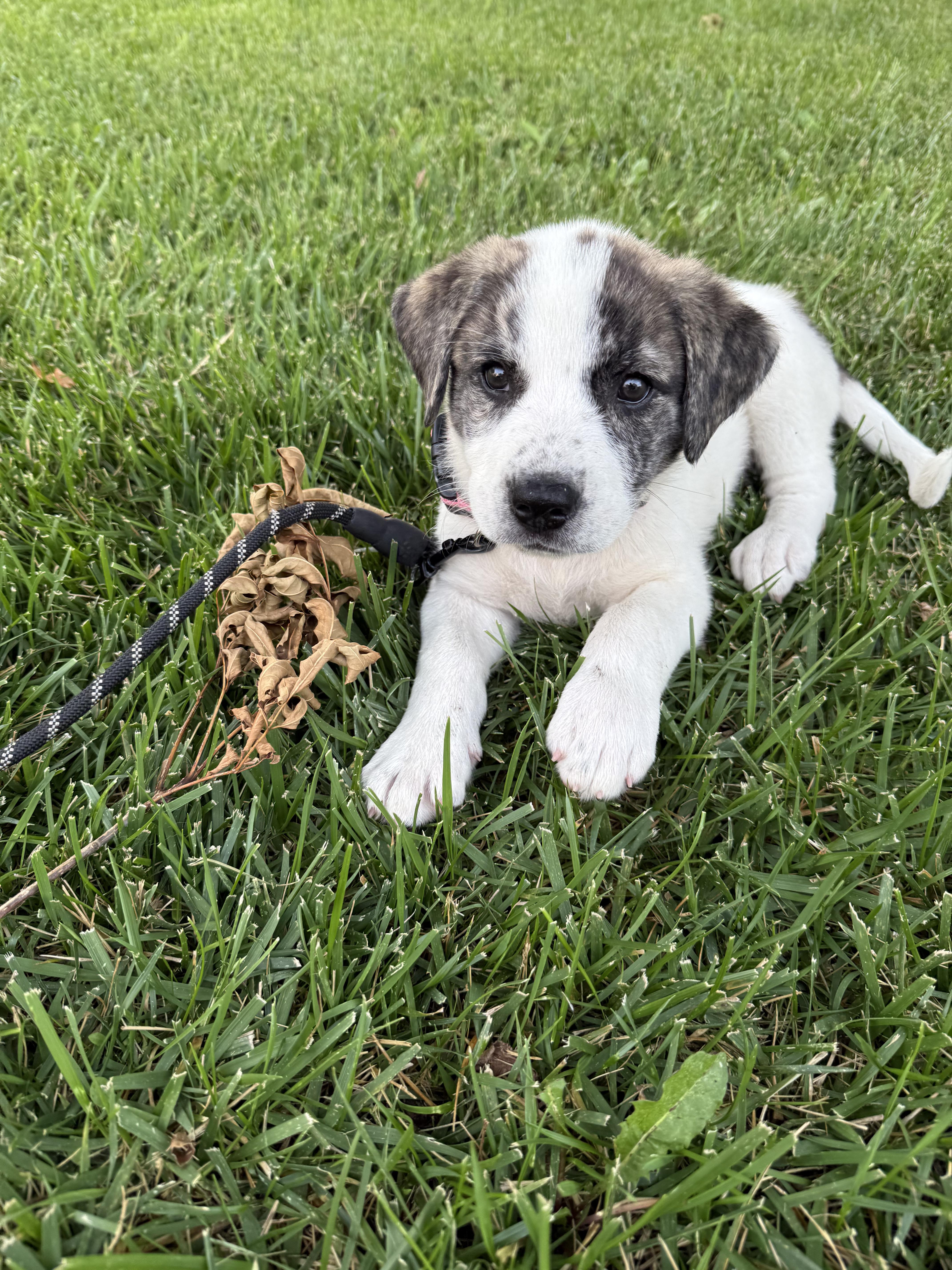 A baby large-sized female Tricolor (Brown, Black, & White) Mixed Breed dog named Gia for adoption in Kansas City, MO