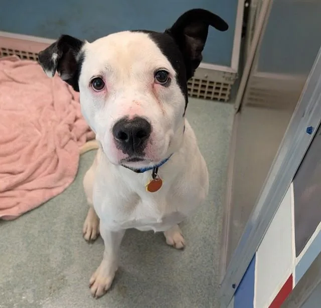 An adult medium-sized male Pit Bull Terrier dog named Mooey A for adoption in Plano, TX