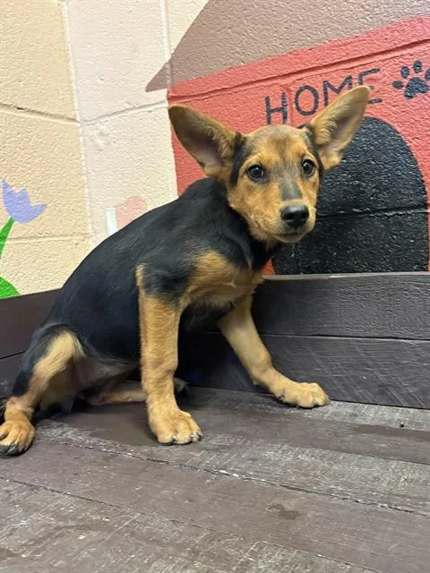 A baby small-sized female German Shepherd Dog dog named Dolphin for adoption in Castaic, CA