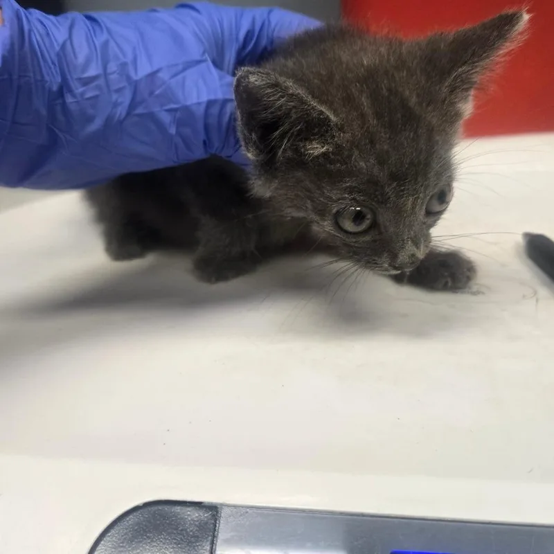 A baby small-sized female Domestic Short Hair cat named Milly for adoption in Milton, FL