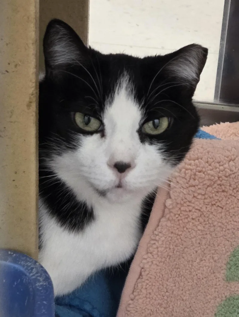 An adult medium-sized female Black & White / Tuxedo Domestic Short Hair cat named Libby for adoption in Millville, UT