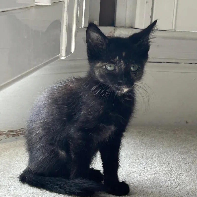 A baby small-sized female Tortoiseshell American Shorthair cat named Pepsi for adoption in Marietta, GA