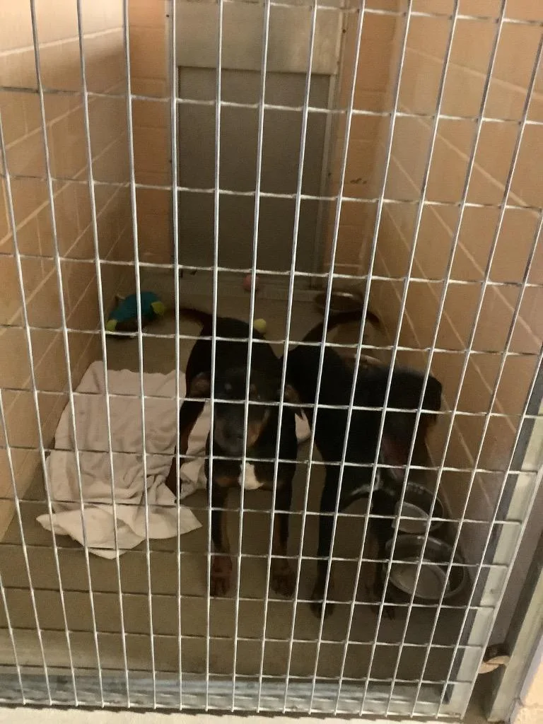 A baby medium-sized male Doberman Pinscher dog named Whiskey for adoption in New Braunfels, TX