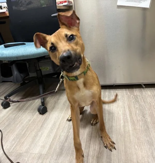 A young medium-sized male Shepherd dog named Hammond for adoption in Oceanside, CA