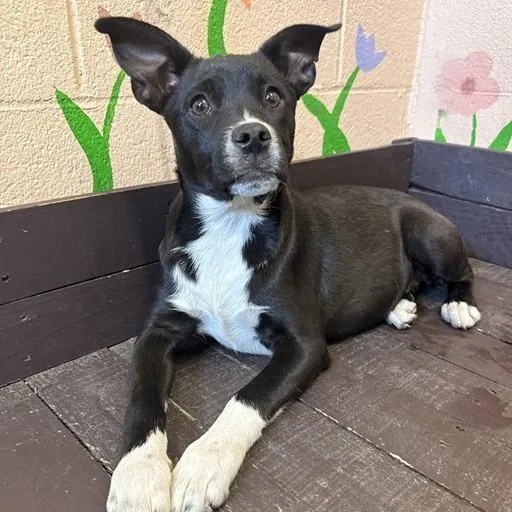 A baby small-sized female Black French Bulldog dog named Toto for adoption in Long Beach, CA