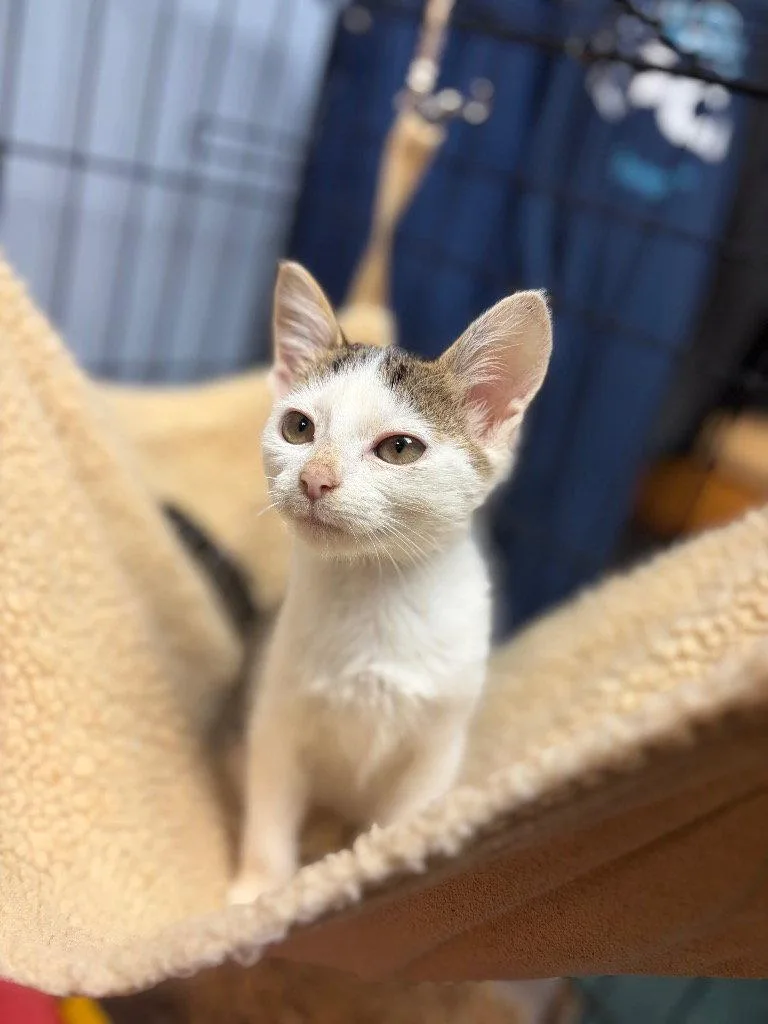 A baby small-sized female Domestic Short Hair cat named Penelope for adoption in Lovingston, VA