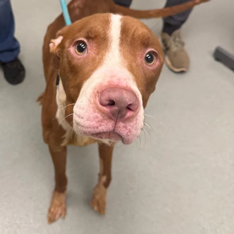 An adult medium-sized male Brown / Chocolate American Staffordshire Terrier dog named Chucho for adoption in Abilene, TX