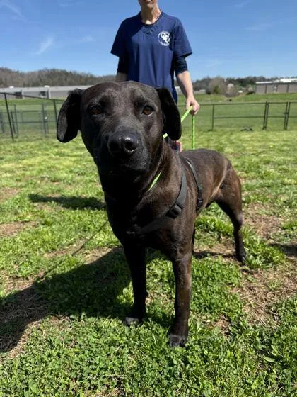 An adult large-sized male Mixed Breed dog named Knox for adoption in Sevierville, TN