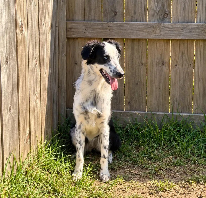 A young medium-sized female Australian Shepherd dog named Brittany for adoption in Dallas, TX