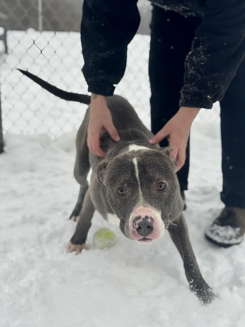 Bridgerton thumbnail 2