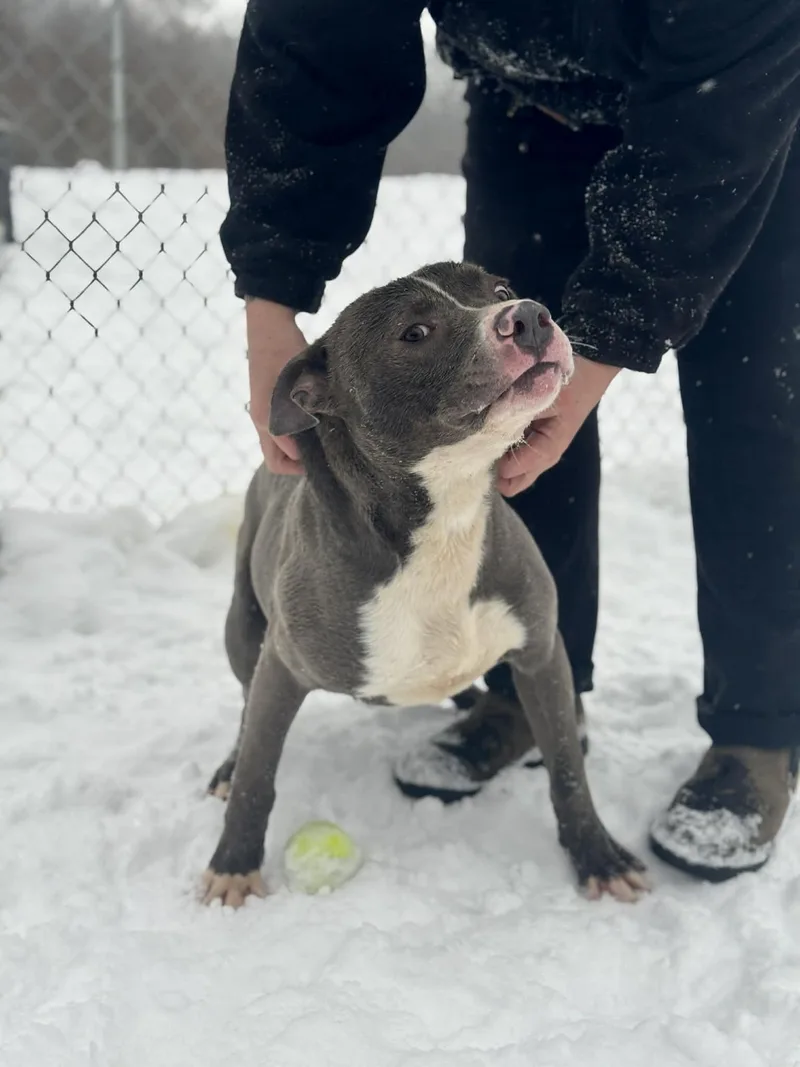 Bridgerton thumbnail 3